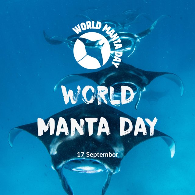 カールF. ブヘラが長年パートナーシップを結ぶ「マンタトラスト」はじめ、9月17日の「WORLD MANTA DAY」に向け多くの団体が共同発信