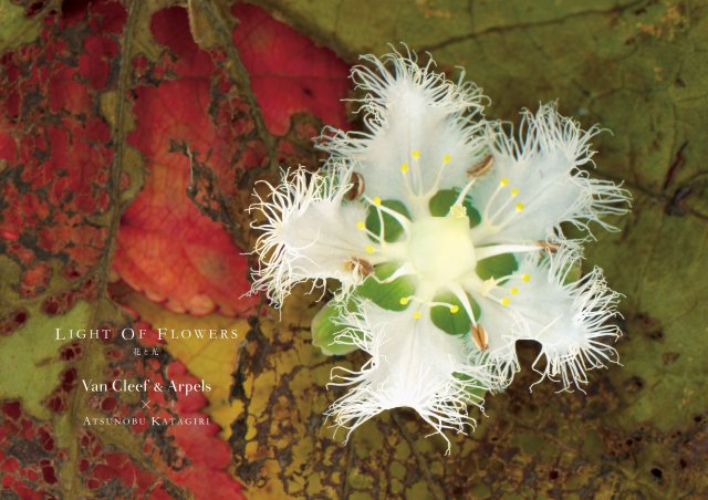 ヴァン クリーフ＆アーペルの期間限定エキシビション「LIGHT OF FLOWERS 花と光」を京都で開催～11月3日より12月12日まで