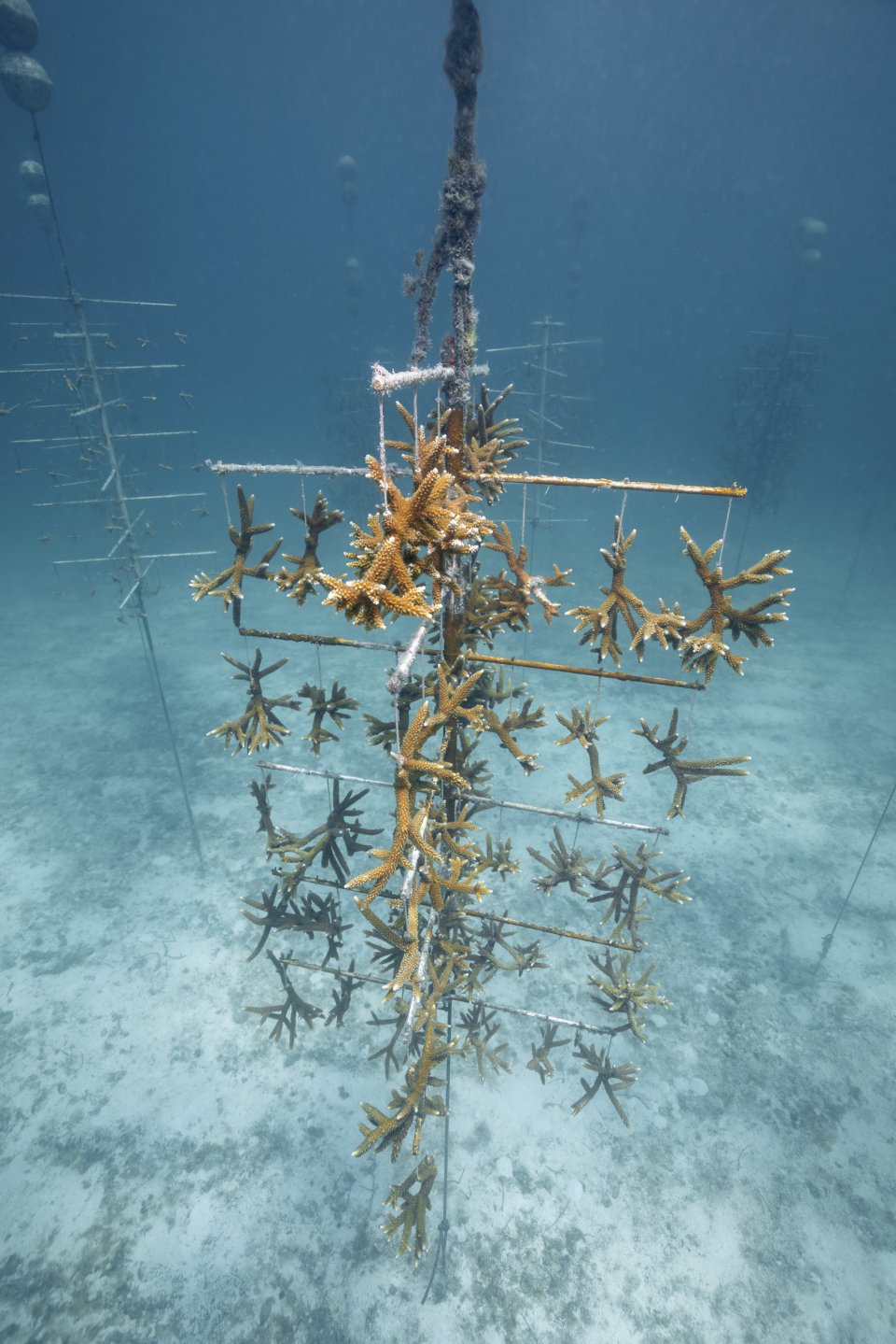 オリス サンゴ礁保護基金を支援するモデル カリスフォートリーフリミテッドエディション を発表 News Watchmediaonline ウォッチ メディア オンライン 時計情報サイト